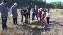 ORMAN İŞLETME MÜDÜRÜ - Kaş'ta Fidanlar Toprakla Buluştu