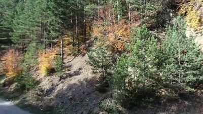 Kunduz Ormanları'nda Sonbahar Güzelliği