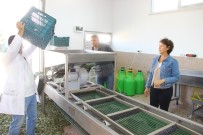 BALıKESIR ÜNIVERSITESI - Emekli Çift Zeytin Yağı Üretmek İçin Üniversite Okuyor