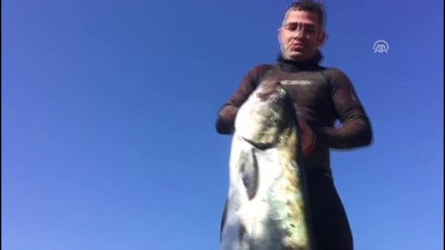 Zıpkınla 40 Kiloluk Liça Balığı Yakaladı