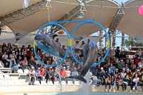 LİSE SON SINIFI - Antalya'da Fok Ve Yunusların Muhteşem Şovu