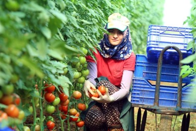 Domatesin Fiyatı Yeniden Artışa Geçti