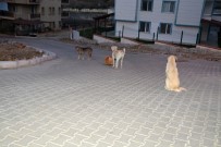 SOKAK KÖPEKLERİ - İzmir'de Öğrencinin Yaşadığı Sokak Köpeği Dehşeti Hayatını Karartıyordu