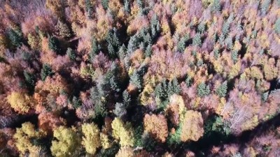 Kastamonu'da Sonbahar Renklerinin Görsel Şöleni