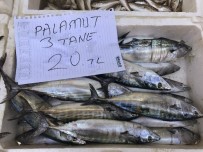 ÇINGENE - Palamut Sezonu Bitti