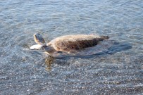 CARETTA CARETTA - Tedavisi Biten Kaplumbağalar Denizle Buluştu