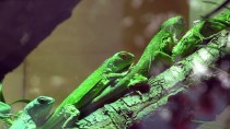 KARAYIP ADALARı - 47 İguana Yavrusuna Özenle Bakıyorlar