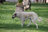 ORMAN VE SU İŞLERİ BAKANLIĞI - Aliağa'da Bin 920 Sokak Hayvanı Tedavi Edildi