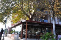 KAHVEHANE - Asırlık Çınarı Kesmek Yerine Kahvehaneyi Ağaca Göre Şekillendirdiler