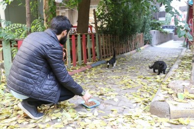 Hayvanlara Şiddete Dayanamadı, Kedi Belgeseli Çekti