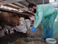 Kurduğu Çiftlikte İthal Ettiği Hayvanlarla, Yıllık 260 Ton Süt Üretiyor Haberi
