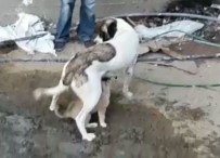 YAVRU KÖPEK - Yavru Köpek Mahsur Kaldığı Yerden Kurtarılınca Annesini Emmeye Başladı