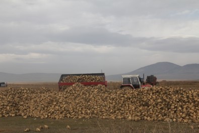 Aslanapa'da 40 Bin Ton Pancar Hedefleniyor