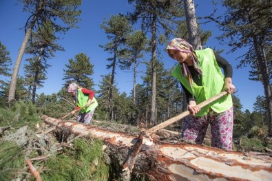 Elleri Nasırlı Anadolu Kadını Ekmeğini Ormandan Çıkarıyor