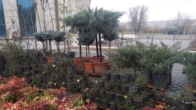 Iğdır'da İthalat Ve İhracat