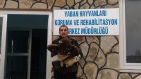VAN YÜZÜNCÜ YıL ÜNIVERSITESI - Yaralı Kaya Kartalı İle Saksağan Tedavi Altına Alındı