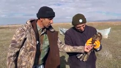 Yaralı Saz Delicesi Koruma Altına Alındı