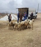 Yozgat'ta Küçükbaş Hayvan Hırsızları Tutuklandı Haberi