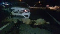 Aracın Çarptığı 14 Koyun Telef Oldu