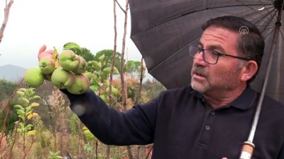 Muğla'da Armut Ve Erik Ağacı Meyve Verdi
