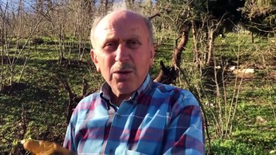 Ordu Ve Giresun'da Şiddetli Rüzgar