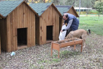 Sokak Hayvanları Soğuk Havada Modern Barınakta Korunuyor