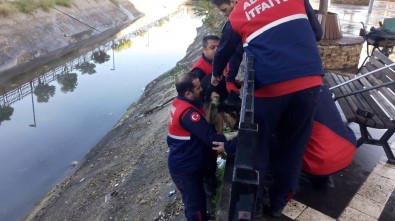 Sulama Kanalında Mahsur Kalan Köpeği Cankur Kurtardı