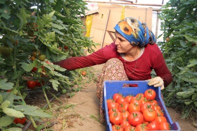 Antalya'da Yılbaşı Öncesi Artan Ürün Fiyatları Üreticiyi Sevindirdi
