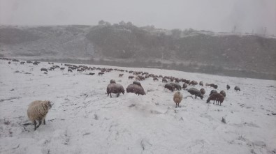 Ardahan'da Kar Yağışı Çobanları Zor Durumda Bıraktı