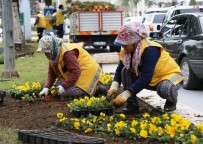 HERCAI - Büyükşehir Aydın'ı Kış Çiçekleriyle Güzelleştiriyor