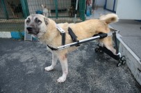 YÜRÜME ENGELLİ - Geri Dönüşüme Ayrılan Beyaz Eşyalar Felçli Köpeklere Yürüteç Oluyor