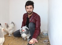 SÜS TAVUĞU - (Özel) Bu Yumurtanın Tanesi 40 TL