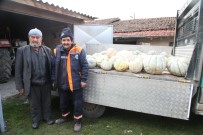 KABAK TATLıSı - Ürettiği 1,5 Ton Bal Kabağını Aşevine Bağışladı