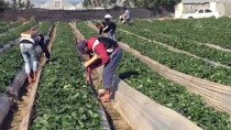 TARIM BAKANLIĞI - - Gazze'nin 'Kırmızı Altını' Çilek Ablukayı Deliyor