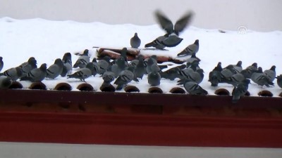 Yozgat'ta Esnaf Güvercinleri Aç Bırakmıyor