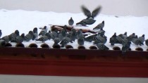 İLGİNÇ GÖRÜNTÜ - Yozgat'ta Esnaf Güvercinleri Aç Bırakmıyor