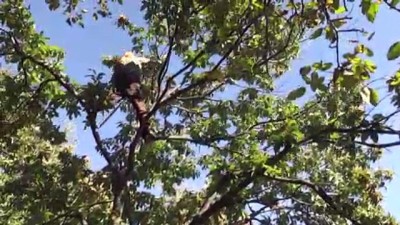 Kestane İhracatında Rekor Artış