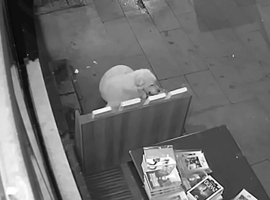 Kitap Çalıp Ardından Geri Getiren Köpeğe İşletmeci Döner Ismarladı