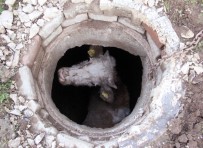 İTFAİYE ARACI - Kuyuya Düşen İnek Köpek Sayesinde Kurtarıldı