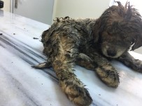 YAVRU KÖPEK - Yaralı Halde Bulunan Yavru Köpek Yaşama Tutundu