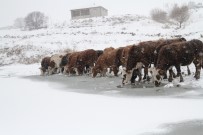 ÇıLDıR GÖLÜ - Aktaş Gölü Dondu