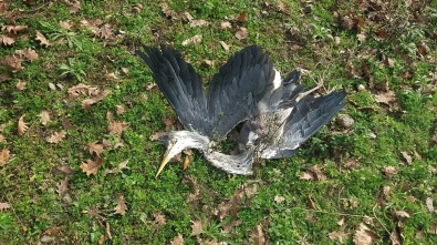Beykoz'da Karabatak Ve Avlanması Yasak Olan Gri Balıkçıl Kuşu Zevk İçin Vuruldu