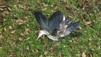 NIYAZI CAN - Beykoz'da Karabatak Ve Avlanması Yasak Olan Gri Balıkçıl Kuşu Zevk İçin Vuruldu