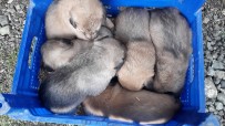 KULLAR - Anneleri Telef Edilen 6 Yavru Köpeğe Sahip Çıktı