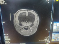 YAVRU KÖPEK - Yavru Kangal Beyin Ameliyatı İle Dengesine Kavuşacak