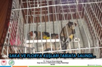 FLORYA KUŞU - Antalya'da Saka Ve Florya Kuşları Doğaya Salındı