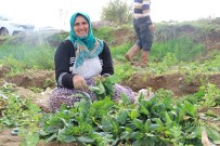SEBZE ÜRETİMİ - Aydın'da Yağışlar Ispanak Üreticisinin Yüzünü Güldürdü