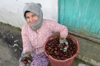 KATAR - (Özel) Denizli'nin Bin Rakımlı Köyünden Arap Ülkelerine Kestane İhracatı