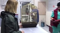 Bakan Pakdemirli'den Papağana İşkence Videosuna İlişkin Açıklama