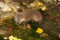 VAŞAK - Koruma Altındaki Su Samuru Görüntülendi